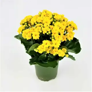 Kalanchoe mix color