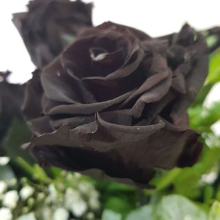 Rosa Negra
