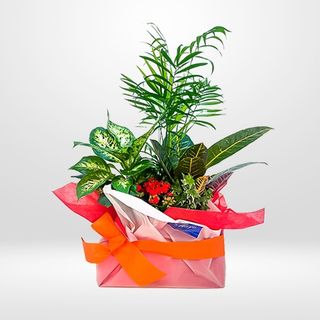 Composición de plantas sobre originales recipientes