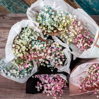 Martisor Gypsophilla