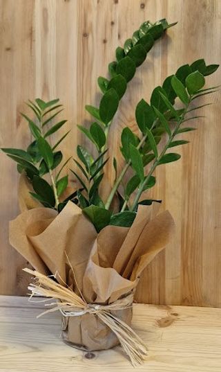 Zamioculca Sin Maceta