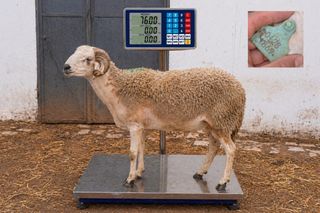 01281869 - 76 Kg