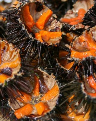 Ricci di mare  1 pezzo