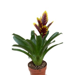 Bromélia bordô com detalhes amarelo