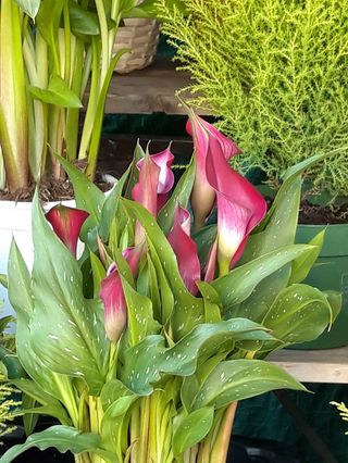 Pianta di calle Hollande colorati 