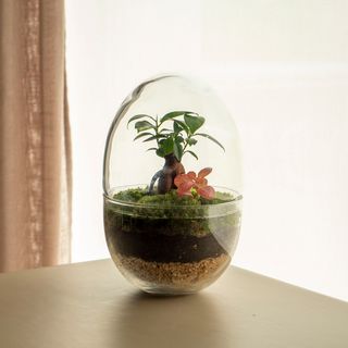 Terra Jungle - Jardín En Un Bol