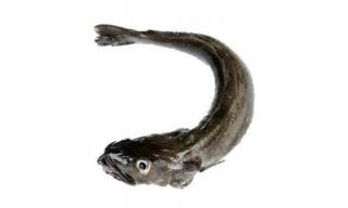 Ostra Guilardeau Nº 3 Unidad Unidad