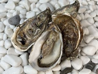 Устриця Святий Патрік №2