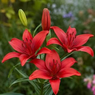 Lilium normale un pezzo