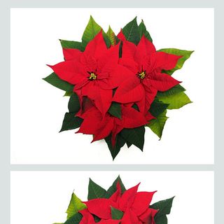 Коледна звезда