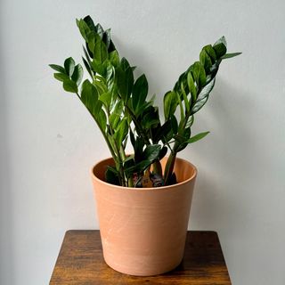 Planta Zamioculcas 