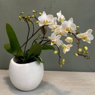 Phalaenopsis cerámica