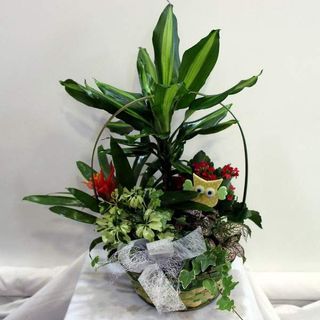 Cesta de plantas naturales mediana