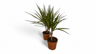 Dracena