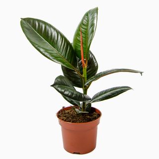 Ficus Elástica "Robusta"