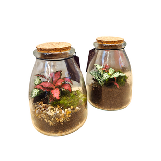 Terrarium barattolo