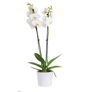 Orquídea Grande Blanca