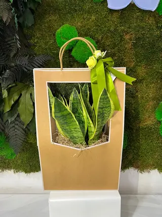 PIANTA IN BOX
