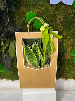PIANTA IN BOX