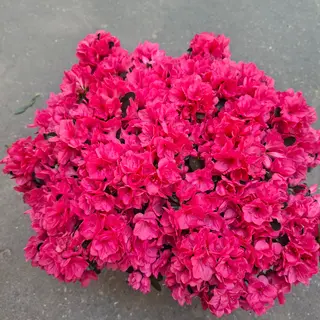 Azalea