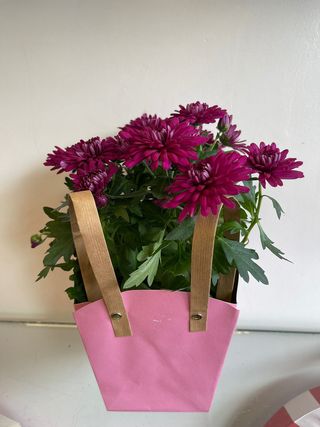 Crezantema la ghiveci