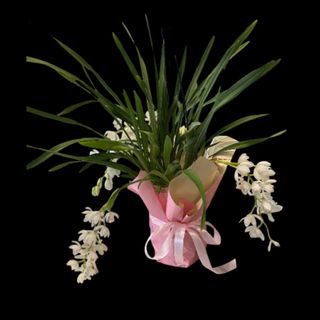 Orhidee Cimbidium Curgatoare