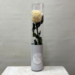 Rosa preservada Blanca