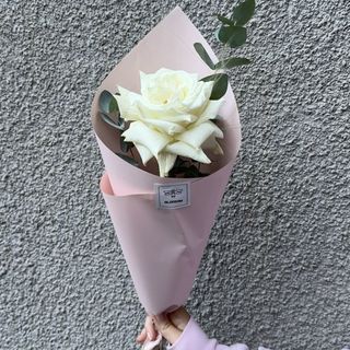 White French Roses