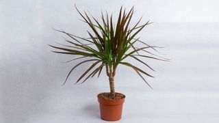 Dracena srednja