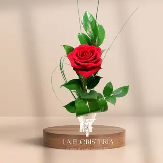 Rosa Roja Individual Arreglada