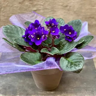 Planta de violeta con macetero de cerámica.