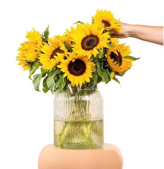 5 Girasoli