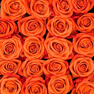 Rosas naranjas