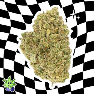 Northen Light - 1G