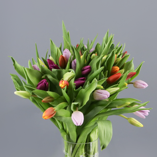 Molho de Tulipas sortidas