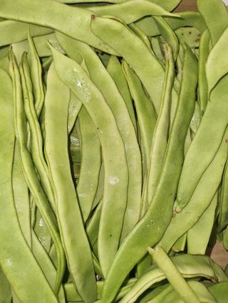 Fagioli corallo al kg