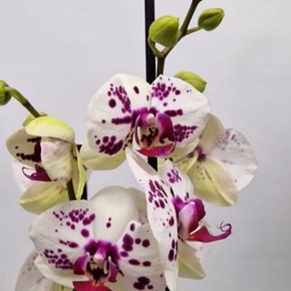 Orquidea blanca con tonos rosados y con dos tallos