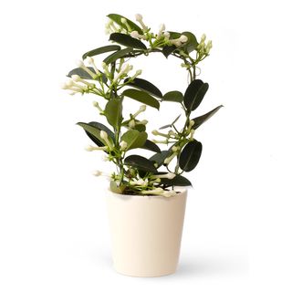 Jazmín de Madagascar