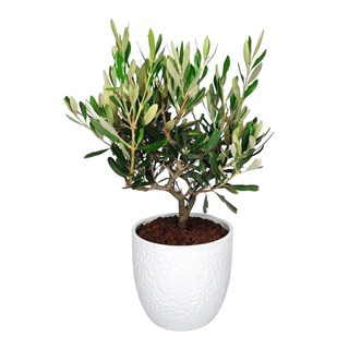 Bonsai Ulivo