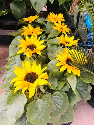 Pianta girasoli