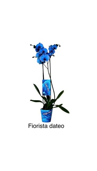 Orchidea blu