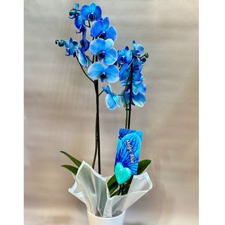 Niebieska Orchidea.