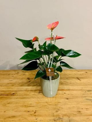 Mini Anthurium  Con Macetero