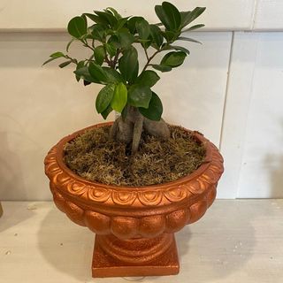 Bonsai