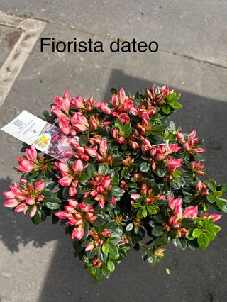 Pianta azalea bicolor 