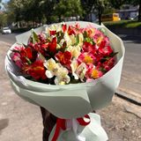 Альстромерія мікс 11