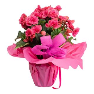 BEGONIA ROSA- BIANCA - GIALLA 