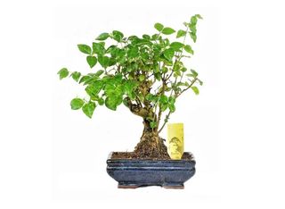 Бонсай | 1 piece