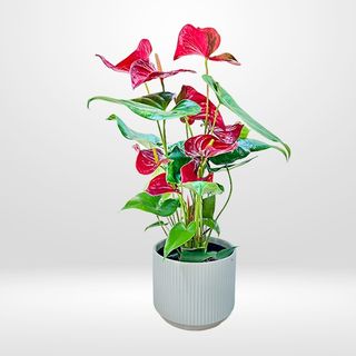 Anthurium