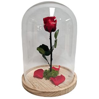 Cúpula Rosa Preservada